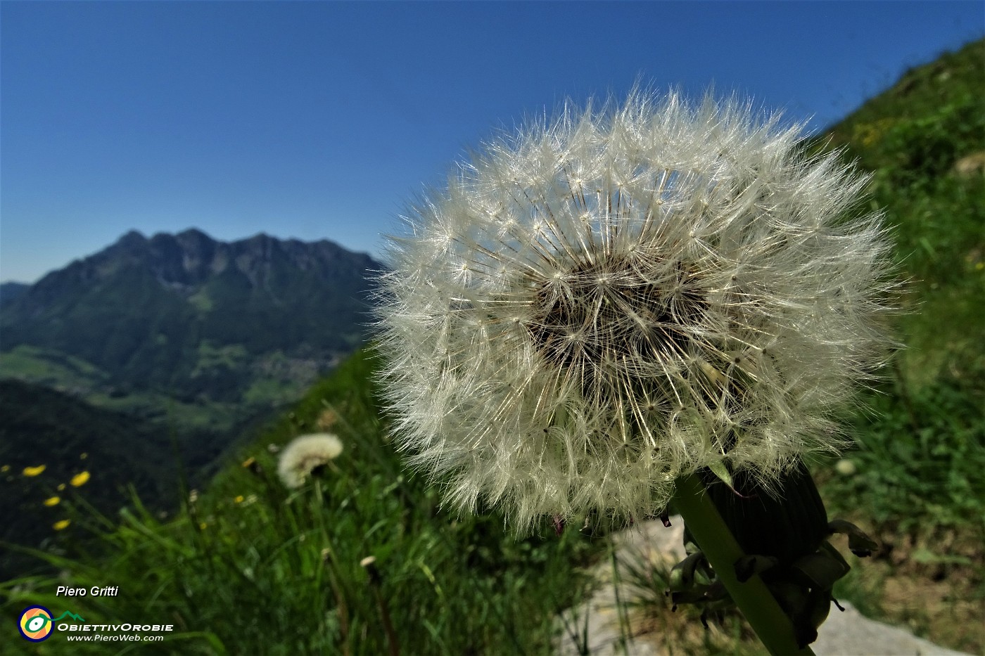 24 Infruttescenza di Tarassaco (Taraxacum officinale) .JPG